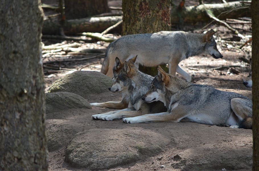 four brown-and-gray wolves beside brown tree, wolf pack, wild animal