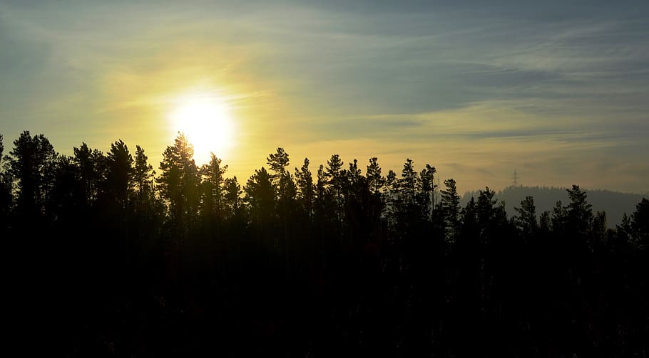 sunset, forest, nature, landscape, trees, summer, evening, silence HD wallpaper