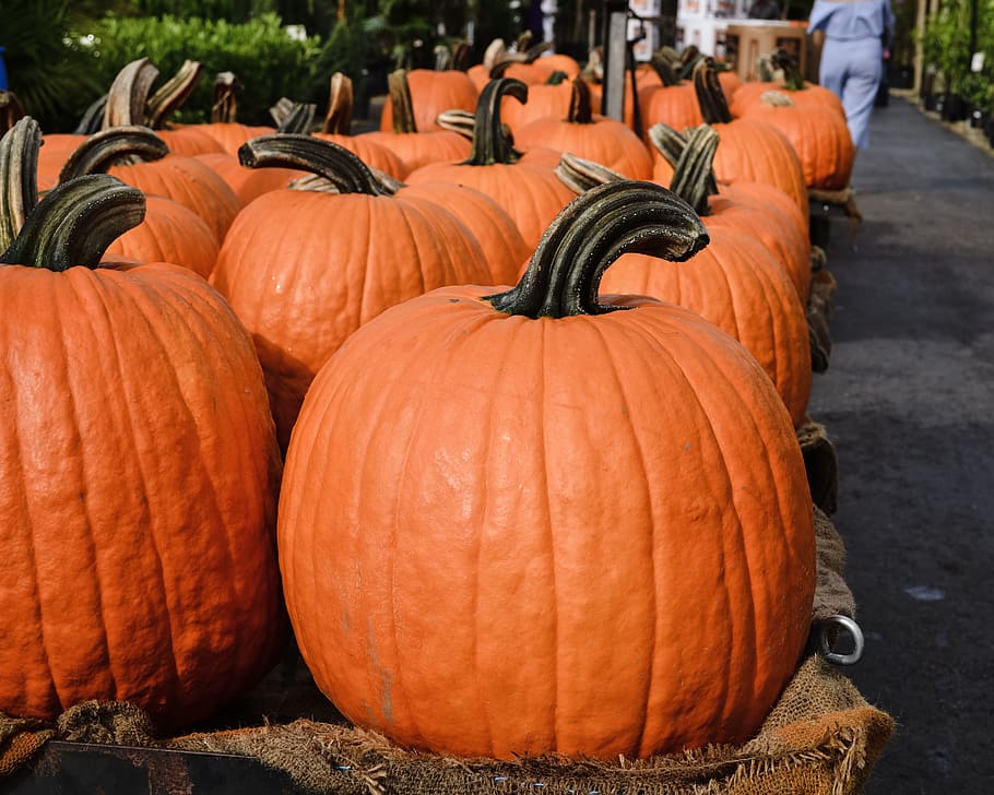 pumpkin patch, large pumpkins, in a row, orange, fall colors HD wallpaper