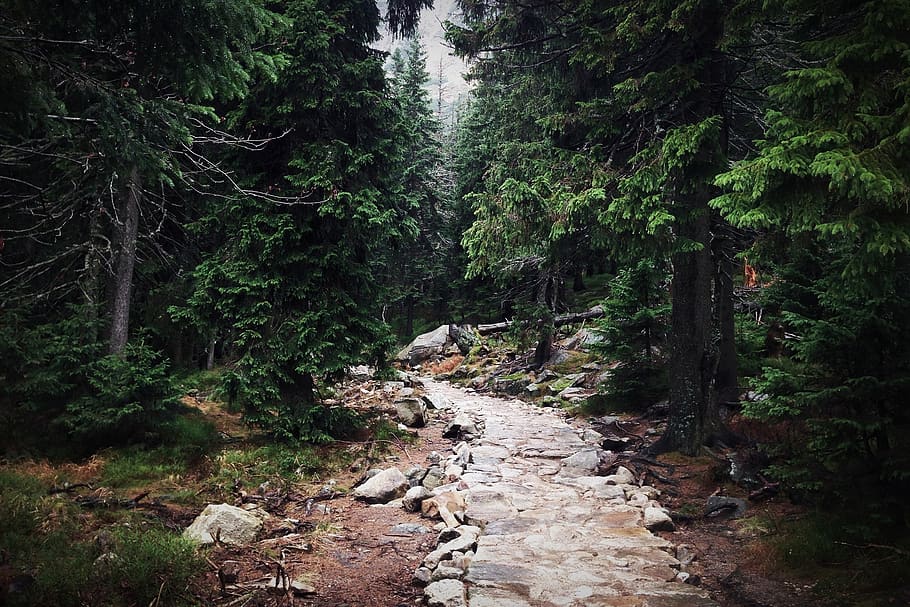 trail, path, forest, woods, nature, tree, plant, land, growth HD wallpaper