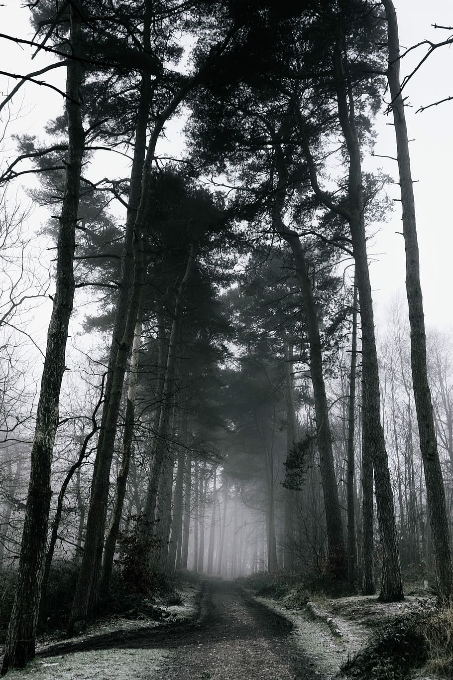 photo of pathway between green leaf trees, forest, nature, fog HD wallpaper