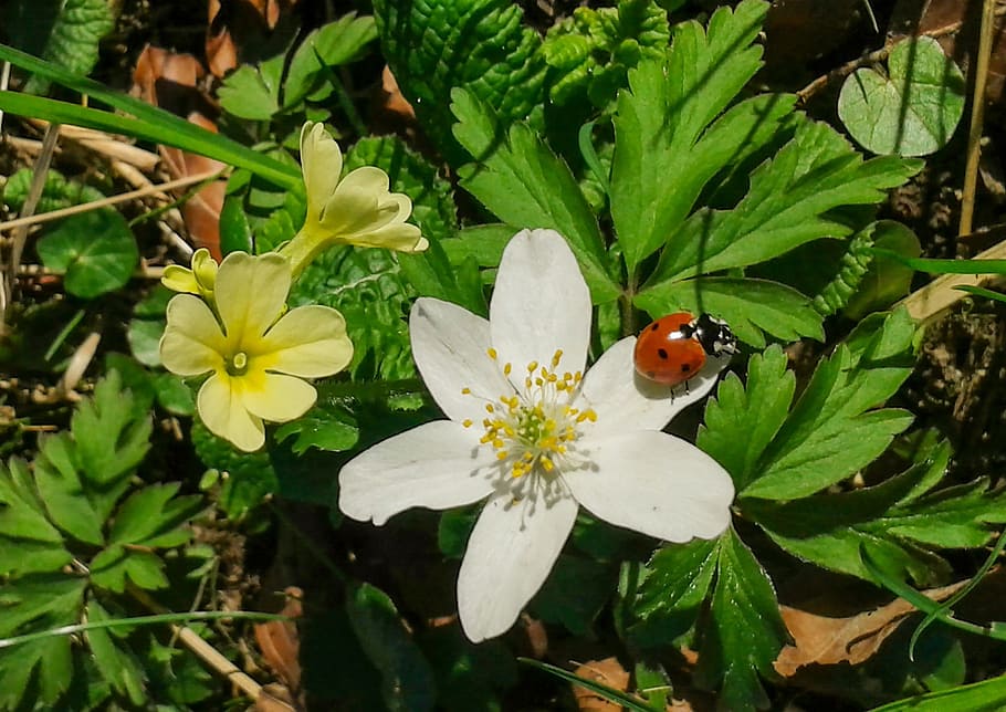 blossom, bloom, spring, close, flower, ladybug, flowering plant HD wallpaper