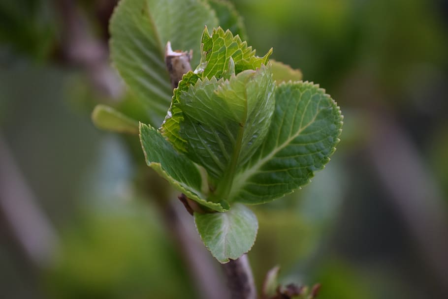 spring, nature, leaf, shrub, green, plant, green Color, close-up HD wallpaper