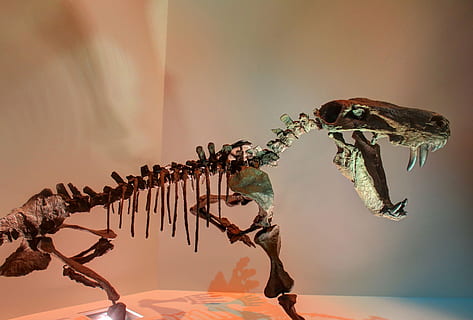 gorgon, dinosaur, skeleton, bones, fossils, prehistoric, jurassic HD wallpaper