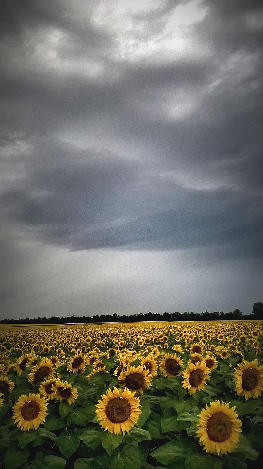 sunflower, weather, light, clouds, stormy, cloud - sky, beauty in nature, HD wallpaper