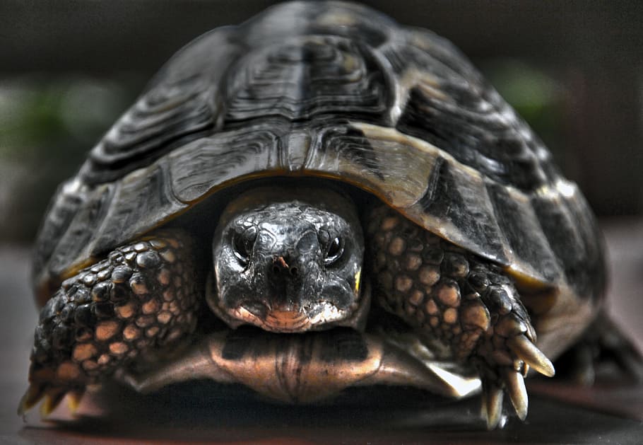 turtle, nature, reptile, wild, tortoise, animal, natural, species HD wallpaper
