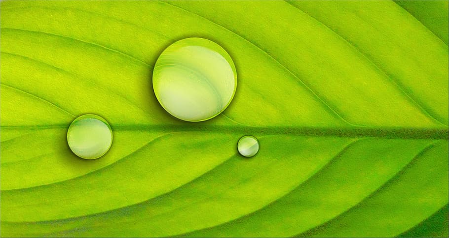green leaf with three dew drops, plant, the background, foliage HD wallpaper