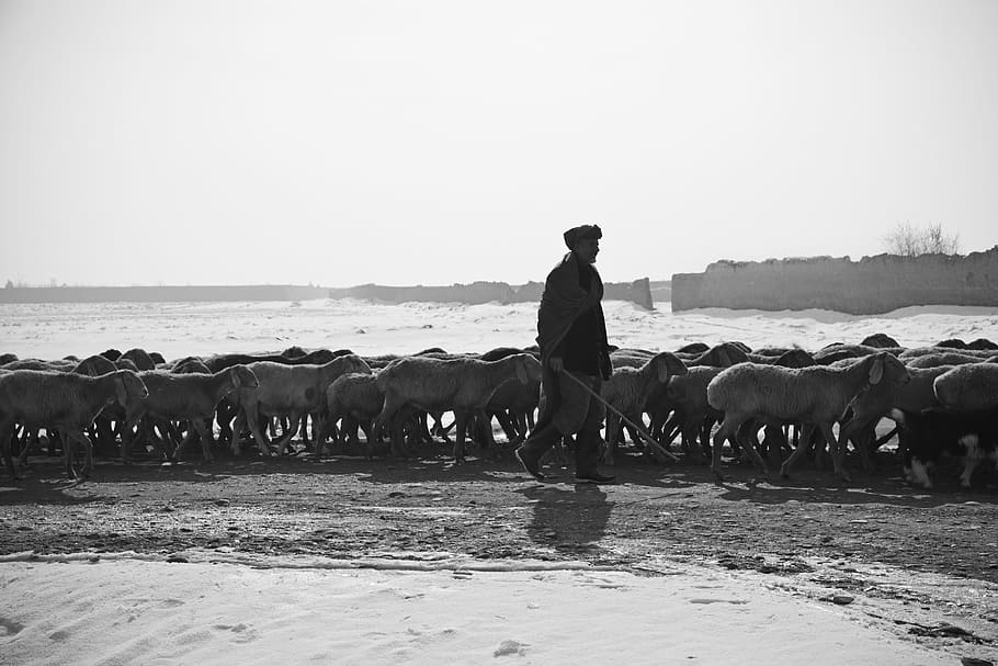 person with wooden with herd of goats, Shepherd, Man, Sheep, Flock