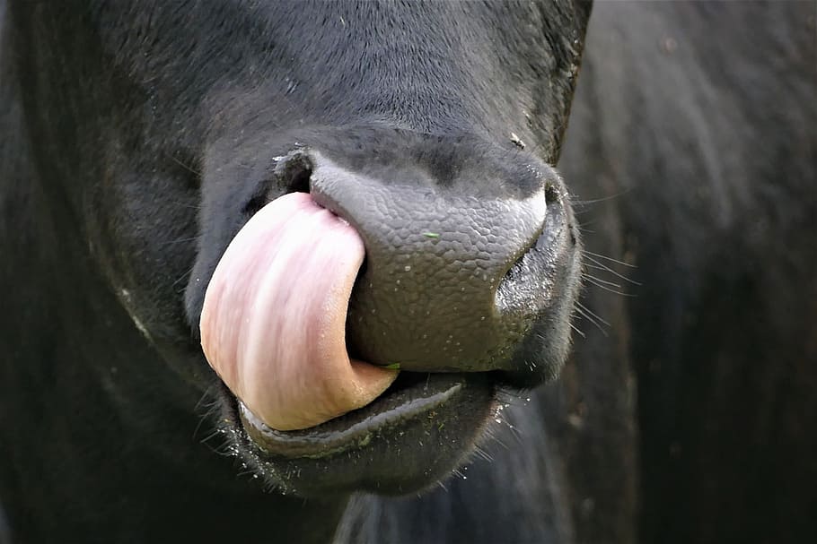 Public Domain. cow, tongue, nose, cattle, nostrils, animal, animal themes, ...