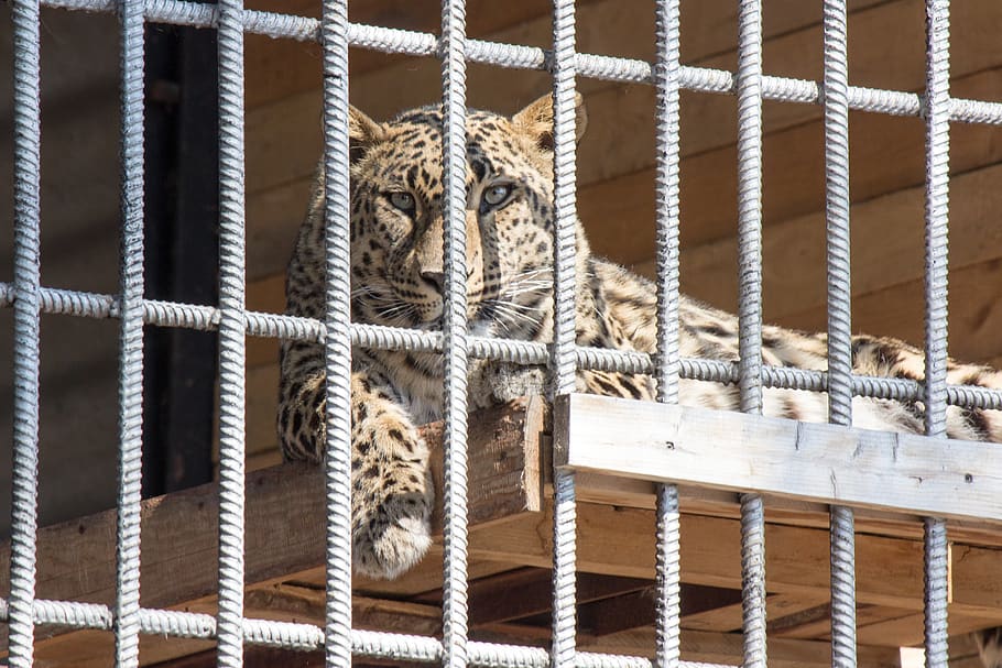 cage, tiger, animal, animal themes, animals in captivity, rope HD wallpaper