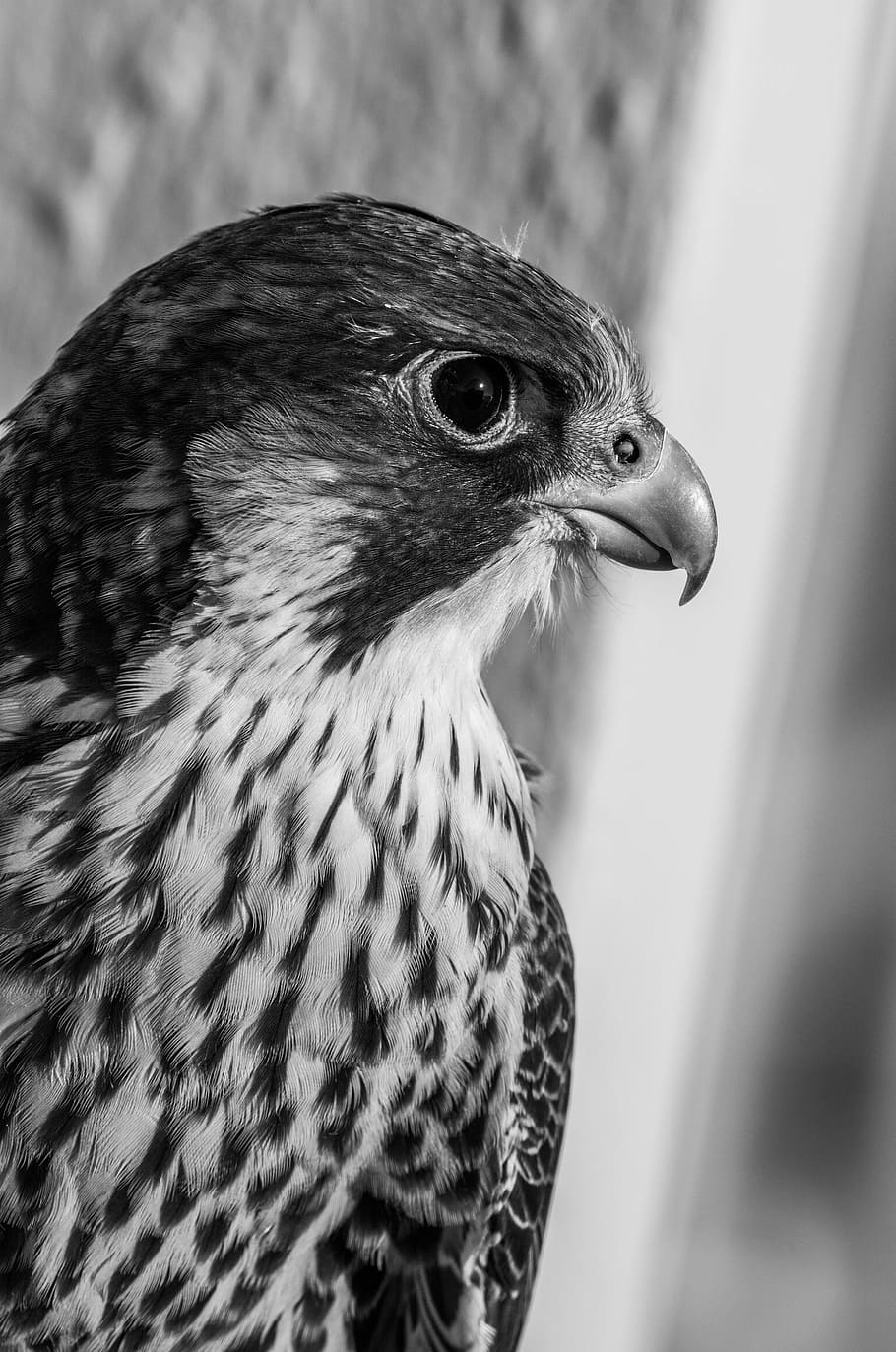 falcon black white