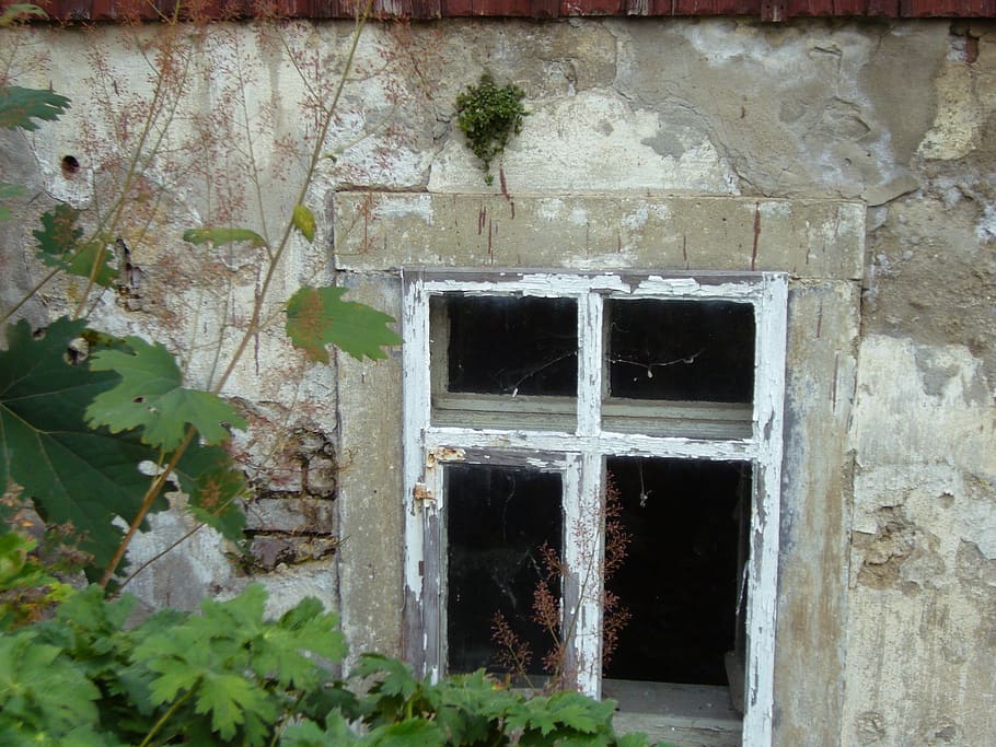 old house, window, plaster, new green, plant, architecture HD wallpaper