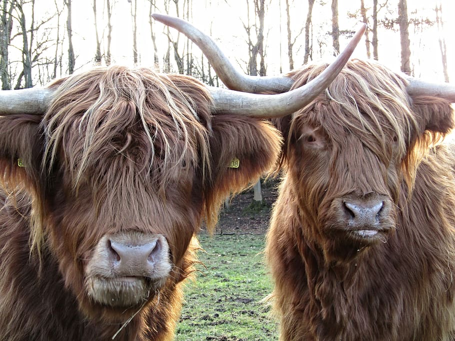 HD wallpaper: highland, cow, field, farm, animal, horns, hairy, cloudy ...