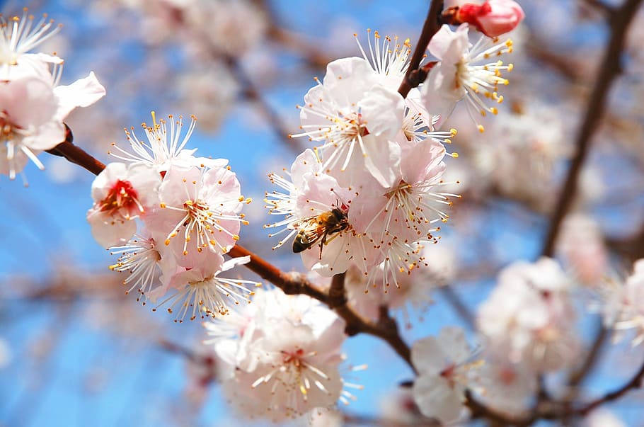 Spring, Flowers, Plum, Bee, bright, park, nature, flower tree HD wallpaper