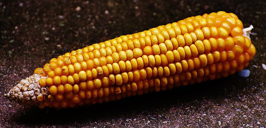 corn, corn on the cob, corn kernels, vegetables, food, nature HD wallpaper