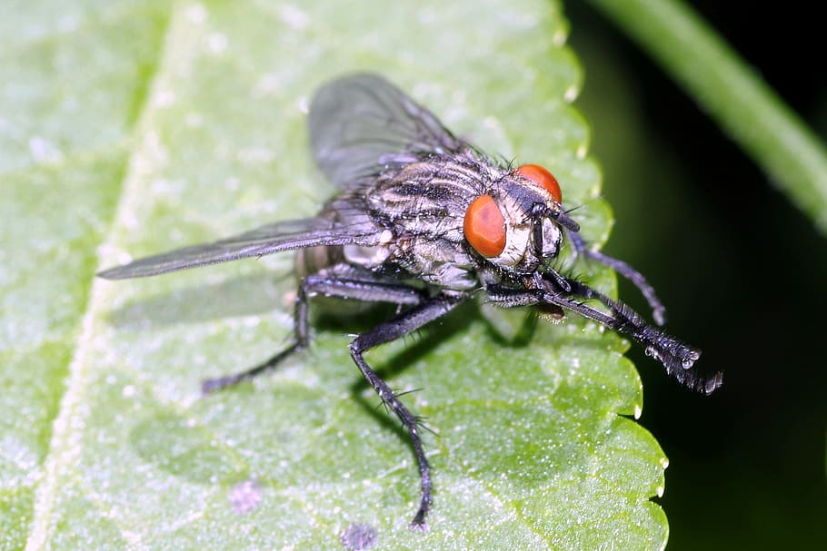 Mucha, Insect, Macro, Eyes, red, the head of the, wings, leaf HD wallpaper