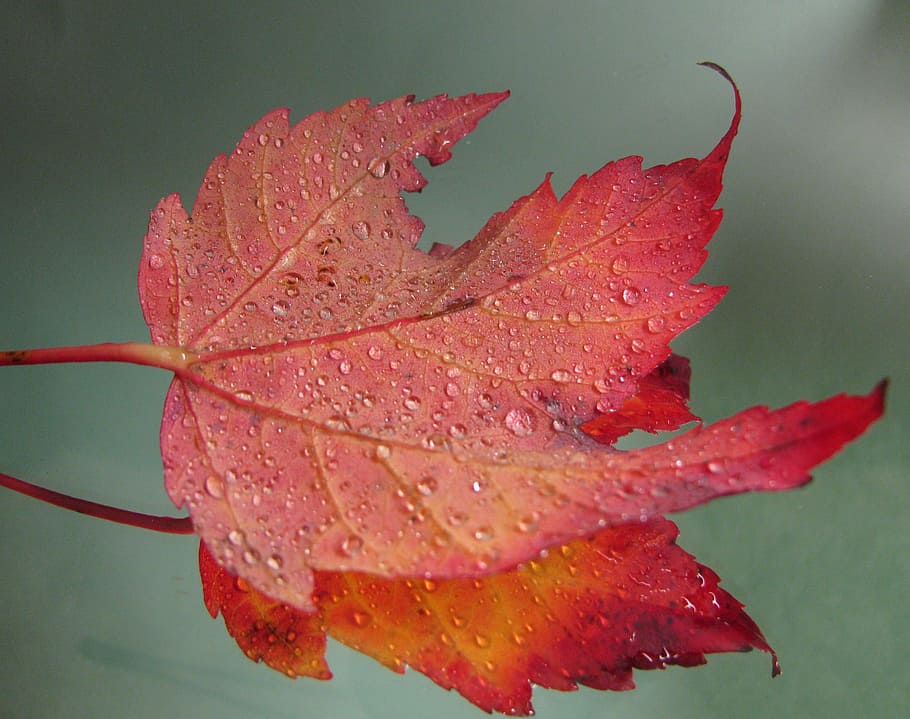 Maple Leaf, Leaves, Maple, Leaf, Leaf, Fall, red, autumn, canada HD wallpaper