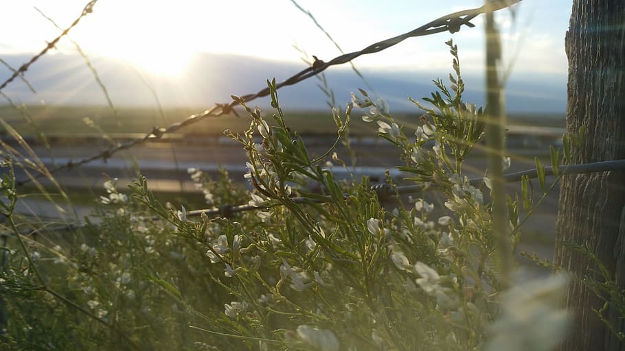desktop, wire, rock, flowers, plant, growth, selective focus HD wallpaper
