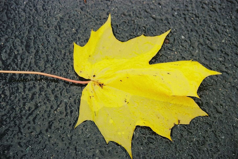leaf, rain, wet, yellow, lonely, plant, fall, autumn, plant part HD wallpaper