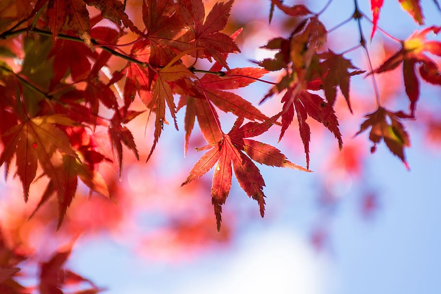 maple leaf, blue day, autumn, plant part, branch, tree, beauty in nature HD wallpaper