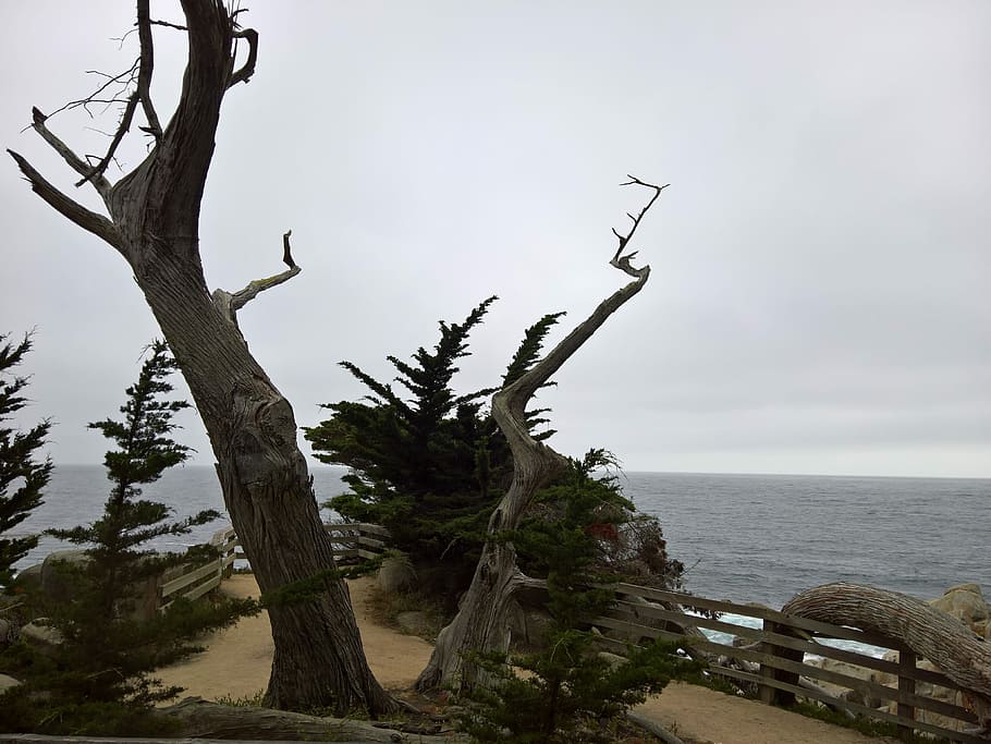 tree, sea, wind, water, sky, plant, nature, vertebrate, animal wildlife HD wallpaper