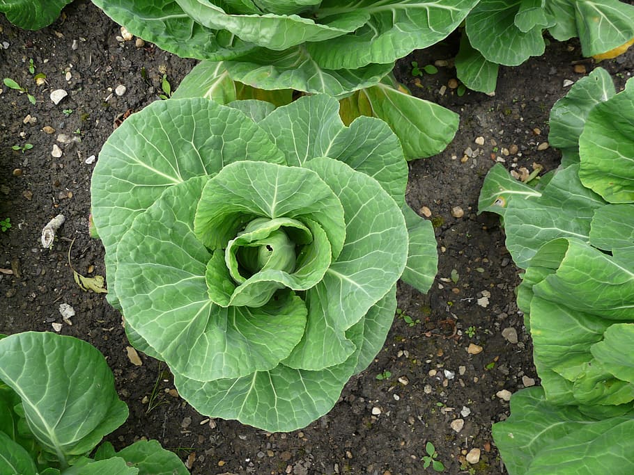 cabbage, garden, veg, vegetable, food, plant, green, harvest HD wallpaper