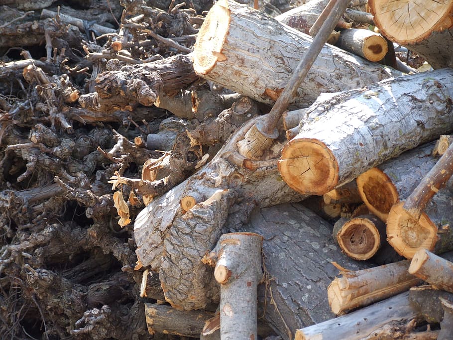 tree, material, wood, tree trunk, nature, texture, wood - material HD wallpaper