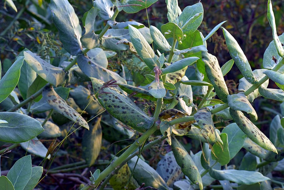 big leaves, wild, bug infested, weed, growth, plant, leaf, green color HD wallpaper