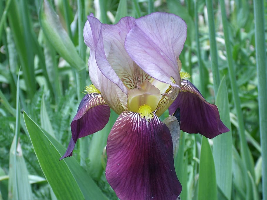 iris, flowers, joy, color, meadow, garden, blossom, bloom, purple HD wallpaper