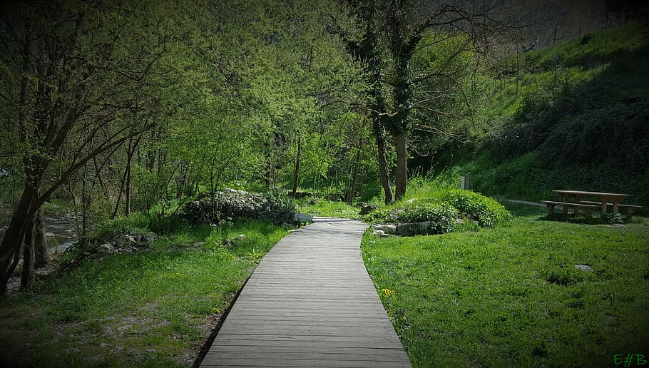 garden, green, path, environment, plant, tree, direction, the way forward HD wallpaper