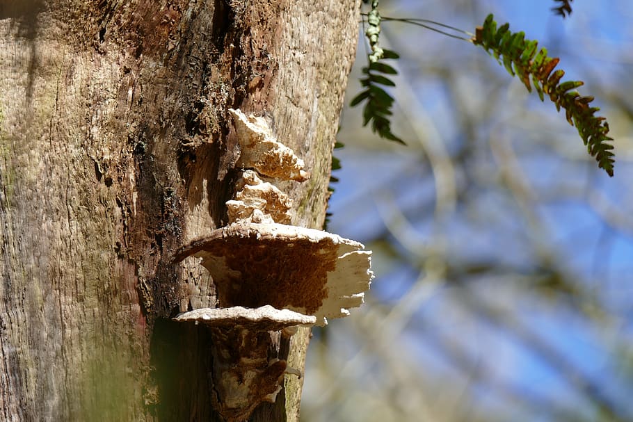 tree, fungi, leafs, bark, forest, nature, trunk, tree trunk HD wallpaper