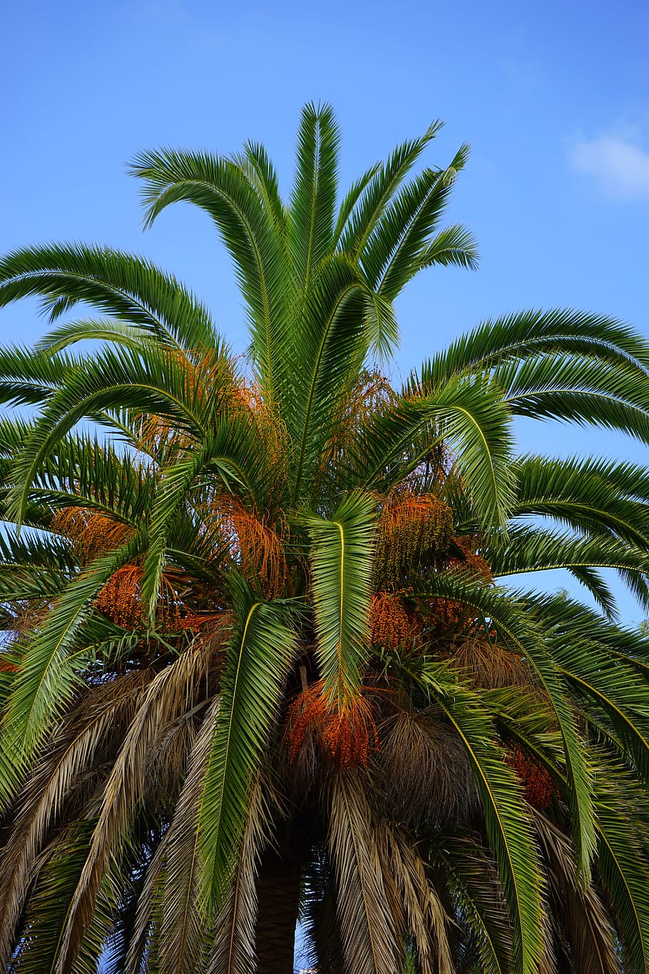 Palm, Date, Date Palm, Tree, palm tree, phoenix, phoenix dactylifera HD wallpaper