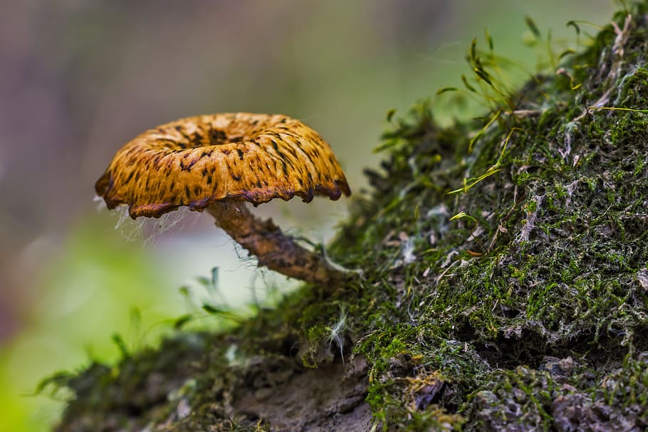 closeup photo of brown mushroom on field, small, nature, spore