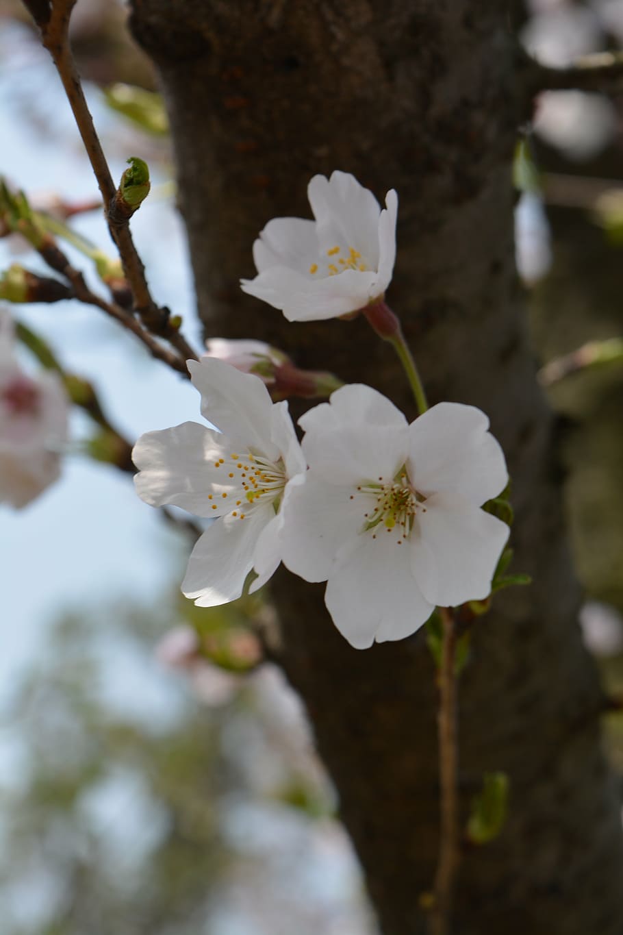 white, cherry blossom, spring, plant, flowering plant, fragility HD wallpaper