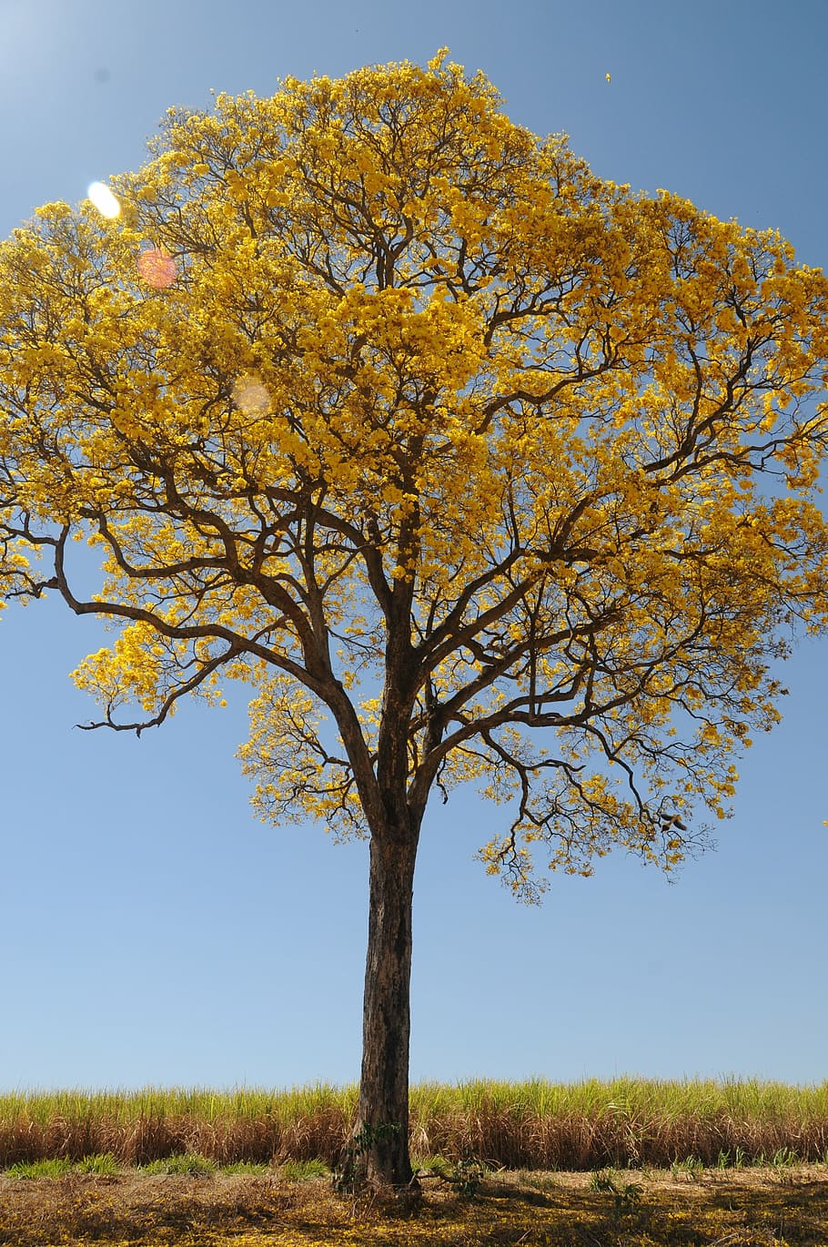 tree, yellow, spring, farm, beautiful, ipê, landscape, plant HD wallpaper