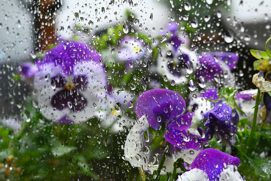 Violet, Window, Flowers, Raindrop, weather, drops, droplet HD wallpaper