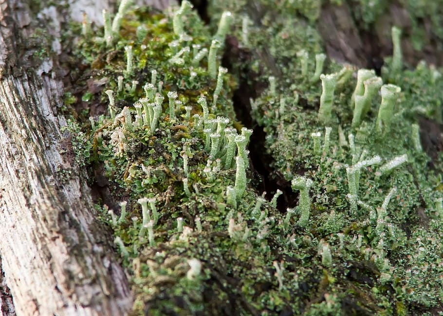 lichen, moss, forest, green, nature, close, plant, tree bark HD wallpaper