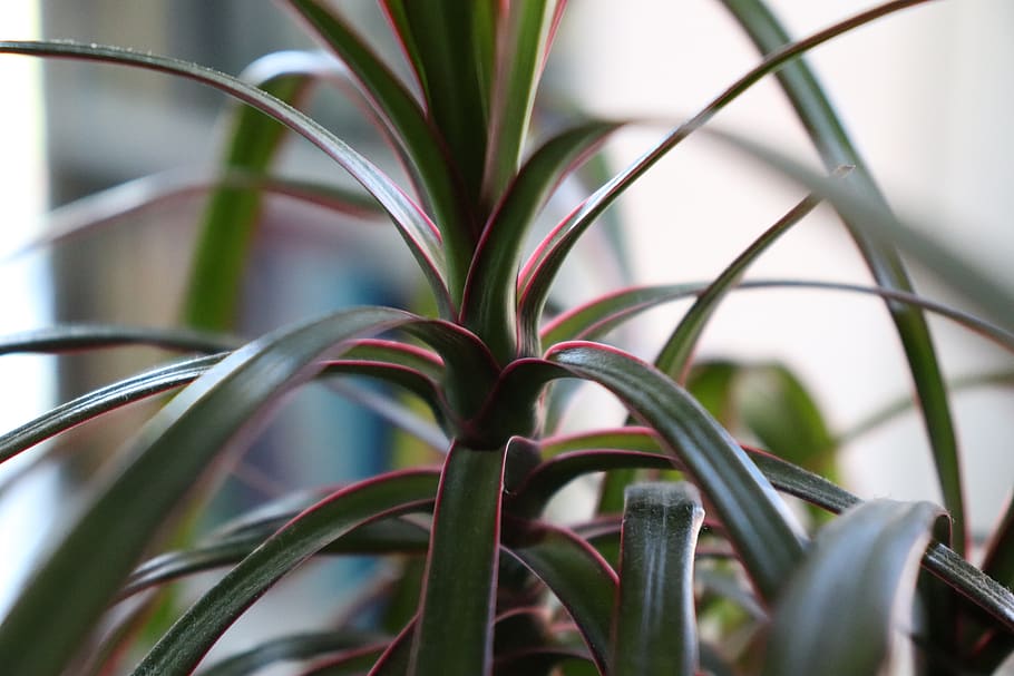 plant, nature, sheet, close-up, leaf, selective focus, no people HD wallpaper