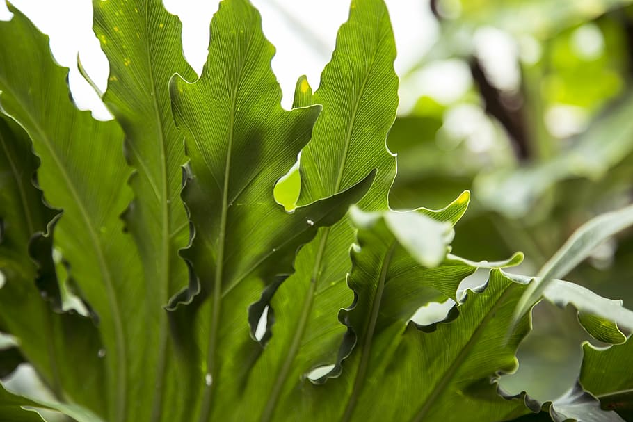 tropical, leaf, leaves, green, plant, tree, jungle, nature HD wallpaper