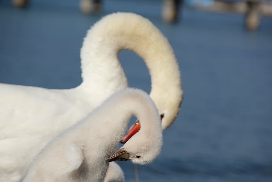 swan, neck, young swan, swans, long jibe, water bird, white, HD wallpaper