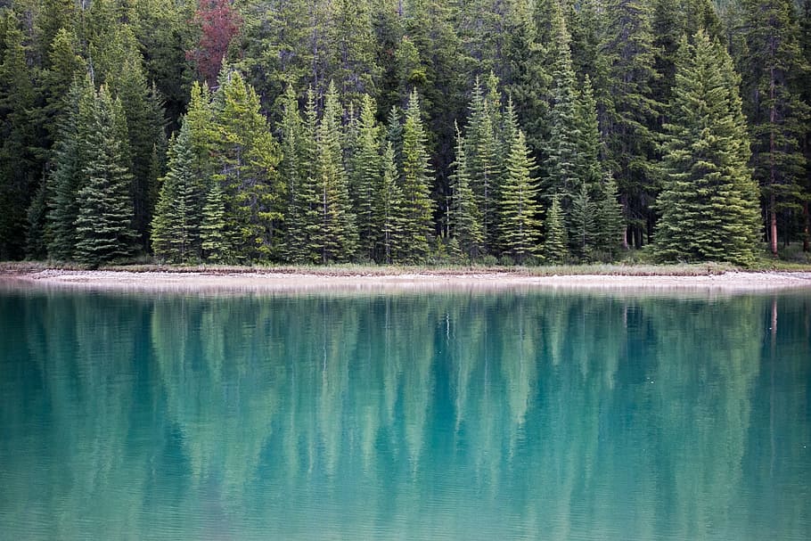 lake, blue, water, reflection, nature, green, trees, plants HD wallpaper