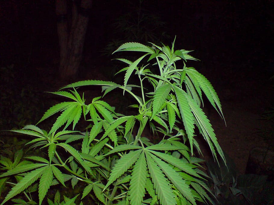 marijuana, cannabise, green, leaf, plant part, marijuana - herbal cannabis, HD wallpaper