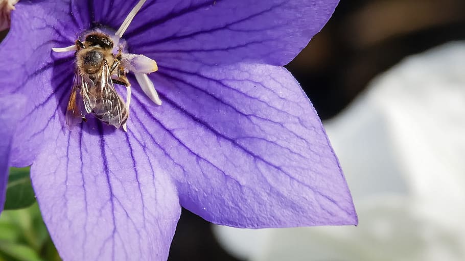 flower, bee, insect, blossom, bloom, macro, nature, plant, close HD wallpaper