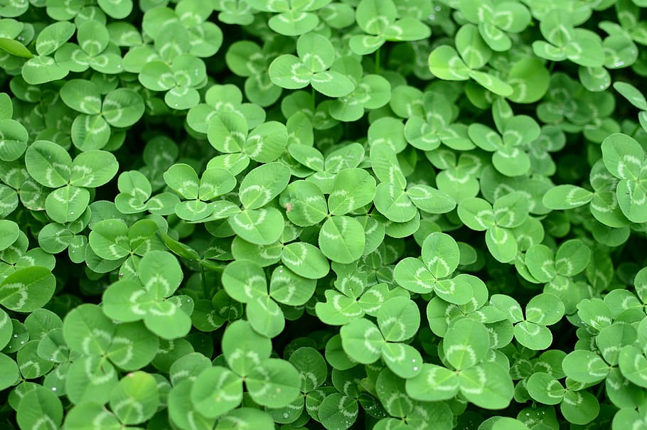 leaf, texture, plant, clover, fresh, green color, full frame HD wallpaper