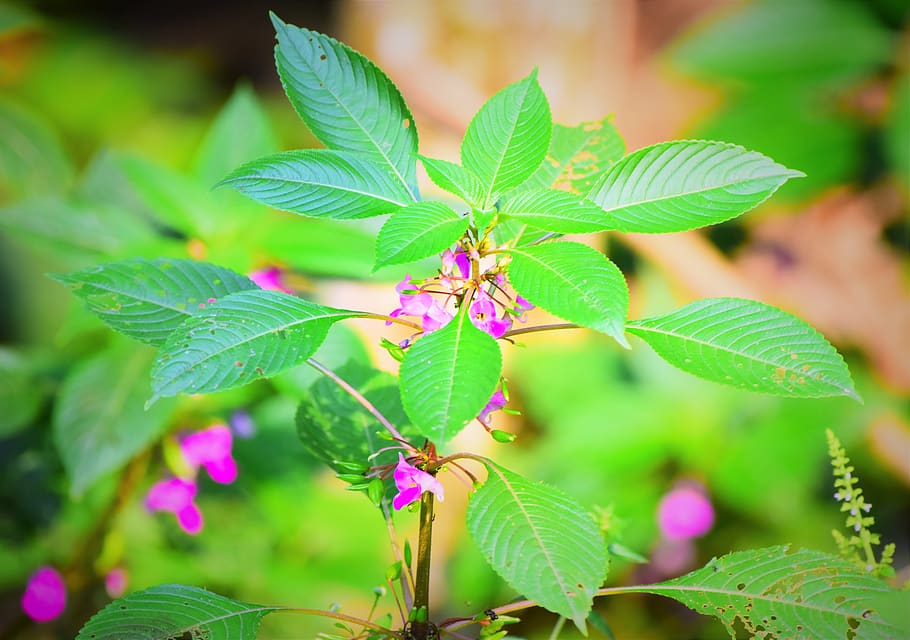 leaf, nature, flora, flower, summer, plant part, green color HD wallpaper