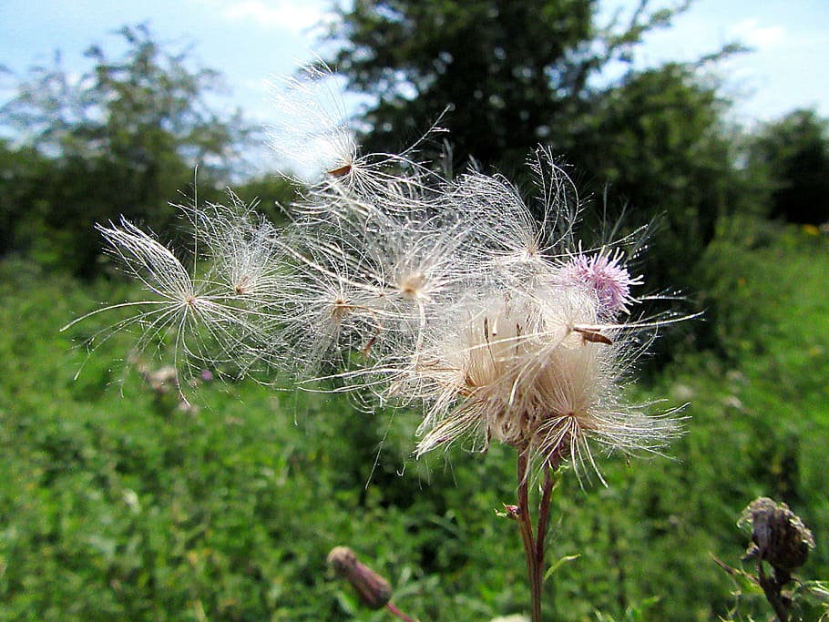 fluff, seeds, flower, wind, nature, flowers, green, wild flower HD wallpaper