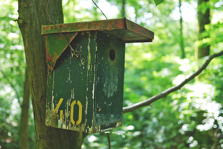 aviary, bird, bird feeder, cottage, nesting place, nesting box, HD wallpaper