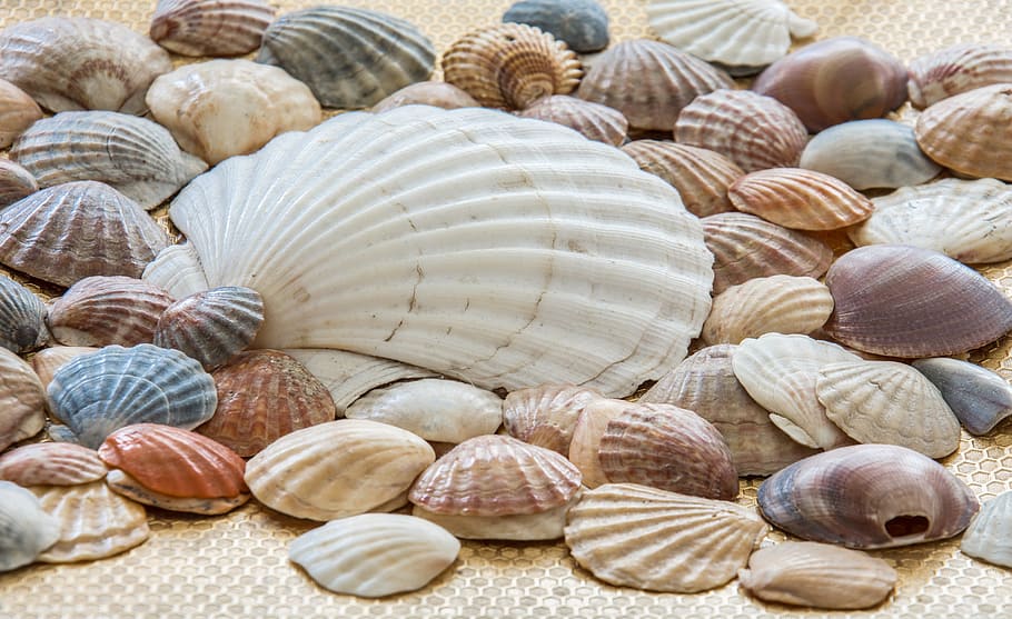 Shells, Sea Shell, sea shells, ocean, nature, seashell, summer HD wallpaper