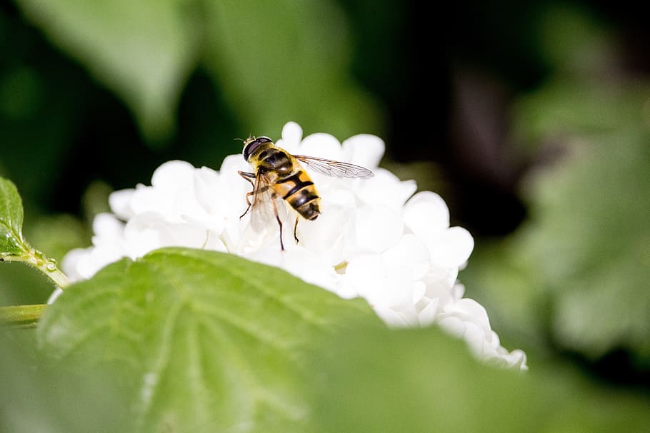 insect, blossom, bloom, white, close, spring, fly, hoverfly HD wallpaper