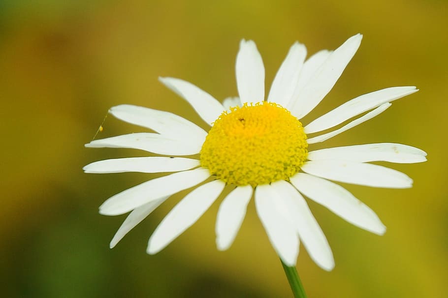 Flower, Spring, Blossom, Bloom, affection, fragrance, romantic HD wallpaper